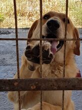 LOUSY, Hund, Mischlingshund in Griechenland - Bild 4