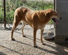 LOUSY, Hund, Mischlingshund in Griechenland - Bild 5