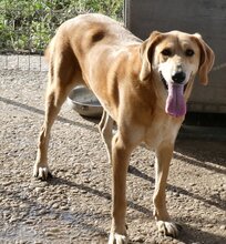 LOUSY, Hund, Mischlingshund in Griechenland - Bild 6