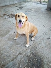 LOUSY, Hund, Mischlingshund in Griechenland - Bild 7