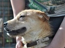 AKITA, Hund, Mischlingshund in Ungarn - Bild 2