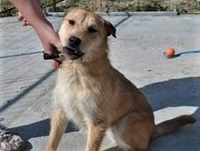 AKITA, Hund, Mischlingshund in Ungarn - Bild 3