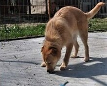 AKITA, Hund, Mischlingshund in Ungarn - Bild 5