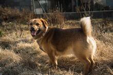 HARDY, Hund, Mischlingshund in Slowakische Republik - Bild 1