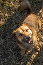HARDY, Hund, Mischlingshund in Slowakische Republik - Bild 10