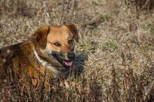 HARDY, Hund, Mischlingshund in Slowakische Republik - Bild 11