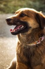 HARDY, Hund, Mischlingshund in Slowakische Republik - Bild 12