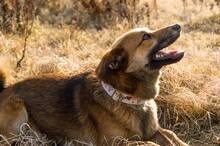 HARDY, Hund, Mischlingshund in Slowakische Republik - Bild 13