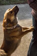 HARDY, Hund, Mischlingshund in Slowakische Republik - Bild 14