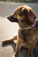 HARDY, Hund, Mischlingshund in Slowakische Republik - Bild 15