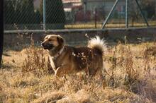 HARDY, Hund, Mischlingshund in Slowakische Republik - Bild 16
