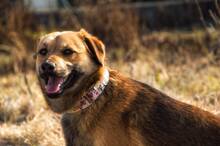 HARDY, Hund, Mischlingshund in Slowakische Republik - Bild 17