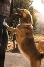HARDY, Hund, Mischlingshund in Slowakische Republik - Bild 18