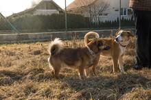 HARDY, Hund, Mischlingshund in Slowakische Republik - Bild 19