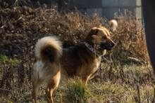 HARDY, Hund, Mischlingshund in Slowakische Republik - Bild 2