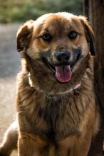 HARDY, Hund, Mischlingshund in Slowakische Republik - Bild 3