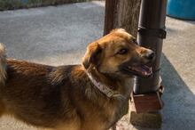 HARDY, Hund, Mischlingshund in Slowakische Republik - Bild 4