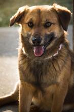HARDY, Hund, Mischlingshund in Slowakische Republik - Bild 5