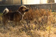 HARDY, Hund, Mischlingshund in Slowakische Republik - Bild 6