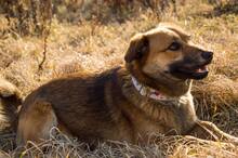 HARDY, Hund, Mischlingshund in Slowakische Republik - Bild 7