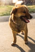HARDY, Hund, Mischlingshund in Slowakische Republik - Bild 8