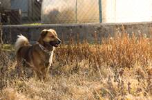 HARDY, Hund, Mischlingshund in Slowakische Republik - Bild 9