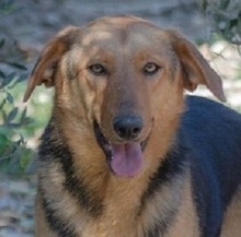RUBY, Hund, Mischlingshund in Griechenland - Bild 1