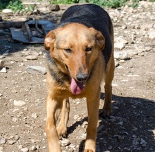 RUBY, Hund, Mischlingshund in Griechenland - Bild 4