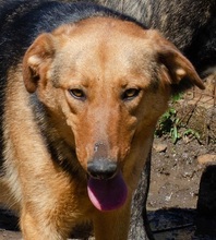 RUBY, Hund, Mischlingshund in Griechenland - Bild 5