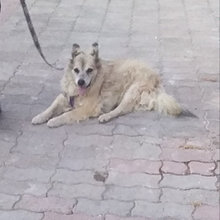 LUPETTA, Hund, Mischlingshund in Italien - Bild 3