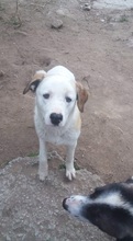 GISMO, Hund, Mischlingshund in Griechenland - Bild 17