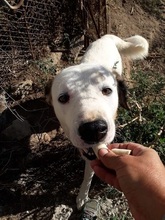 GISMO, Hund, Mischlingshund in Griechenland - Bild 2