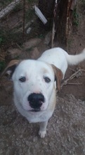 GISMO, Hund, Mischlingshund in Griechenland - Bild 20