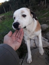 GISMO, Hund, Mischlingshund in Griechenland - Bild 3