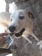 GISMO, Hund, Mischlingshund in Griechenland - Bild 4