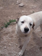 GISMO, Hund, Mischlingshund in Griechenland - Bild 5