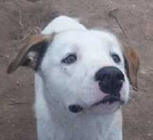 GISMO, Hund, Mischlingshund in Griechenland - Bild 7