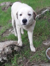 GISMO, Hund, Mischlingshund in Griechenland - Bild 8