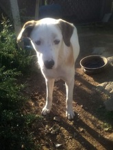 GISMO, Hund, Mischlingshund in Griechenland - Bild 9