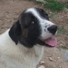 SASHA, Hund, Mischlingshund in Griechenland - Bild 1