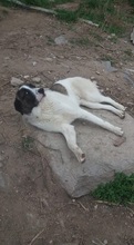 SASHA, Hund, Mischlingshund in Griechenland - Bild 11