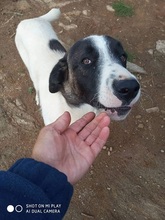 SASHA, Hund, Mischlingshund in Griechenland - Bild 13