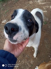 SASHA, Hund, Mischlingshund in Griechenland - Bild 15