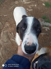 SASHA, Hund, Mischlingshund in Griechenland - Bild 16