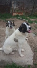SASHA, Hund, Mischlingshund in Griechenland - Bild 17