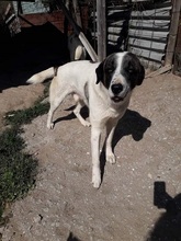 SASHA, Hund, Mischlingshund in Griechenland - Bild 20