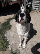 SASHA, Hund, Mischlingshund in Griechenland - Bild 26