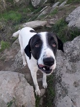 SASHA, Hund, Mischlingshund in Griechenland - Bild 30