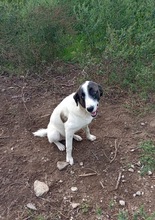 SASHA, Hund, Mischlingshund in Griechenland - Bild 4