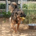 GABY, Hund, Mischlingshund in Rüsselsheim - Bild 2